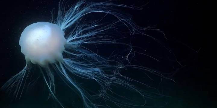 El beso de la mantarraya y la anémona en pijama: los sorprendentes hallazgos de la expedición submarina en la Patagonia