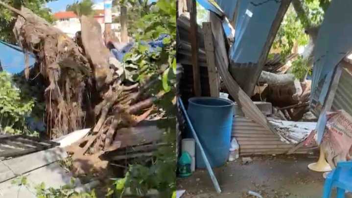 Mujer Resulta Lesionada al Caer un Árbol en su Negocio por Fuertes Rachas de Viento en Veracruz