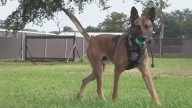 Community raises funds to buy bulletproof vest for Port Neches K9 officer