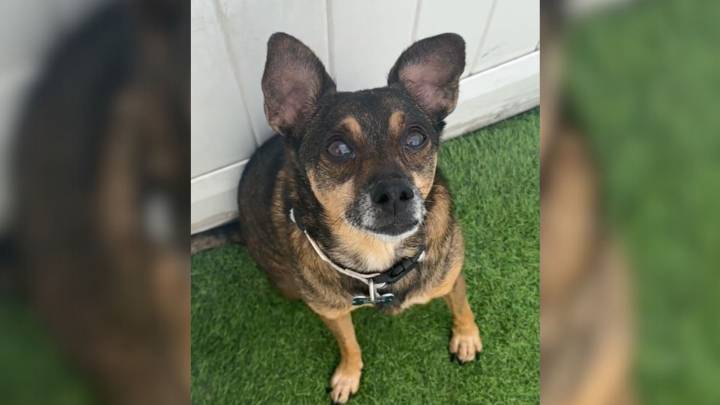 California Shelter Dog Waits Over 1,000 Days Until A Viral Video Brings Him Home