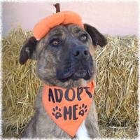CHA Pet of the Week: Dozer