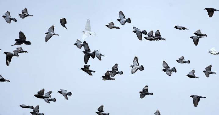 Michigan shooting: Bird poop leads investigators to suspect