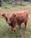 Elusive Miniature Scottish Highland on the loose in CT