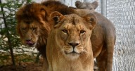 Animal rescue: Lions from Que. roadside zoo now at sanctuary