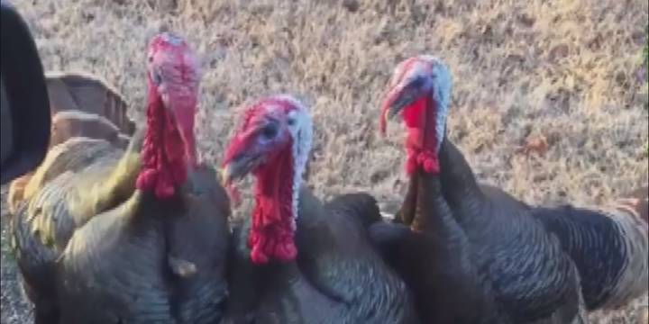 Bird Flu detected in commercial turkey flock in Calhoun County