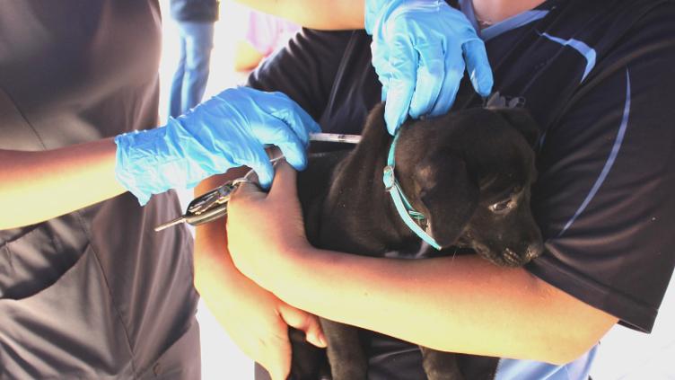 Hoy: vacunas y servicios gratis para mascotas en Canaco