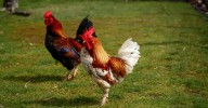 Fresno County delays limits on roosters, calls for committee to craft new ordinance 
