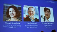 El premio Nobel de Medicina fue otorgado a Mary Brunkow, Fred Ramsdell y Shimon Sakaguchi