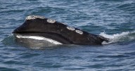 'Great news': Slow but steady growth in population of North Atlantic right whales