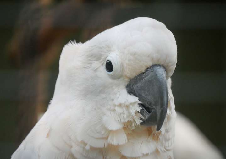 This cockatoo is a master of mimicking and can sound just like a spray bottle!