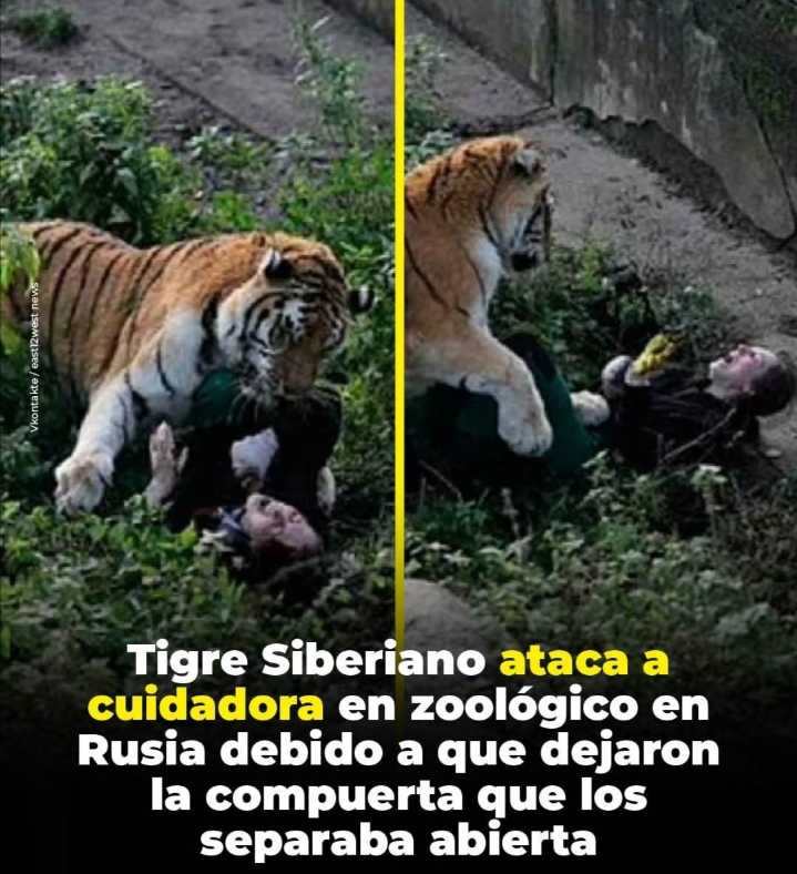 «Terror en el Zoológico: Tigre Siberiano Ataca a Cuidadora en Rusia»