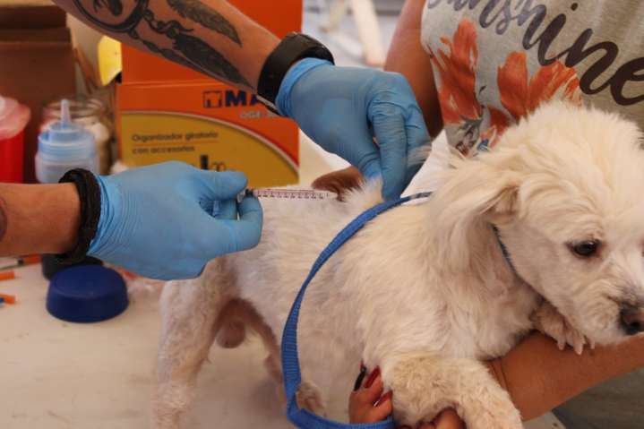 Brindará Municipio servicios gratuitos para mascotas en el Wellness Fest 2025
