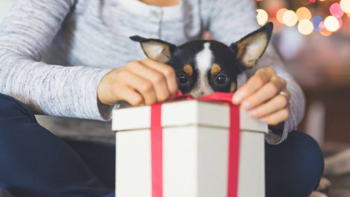 Practical gifts for dog lovers who are over the mess