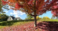 Roseburg homeowners get free leaf pickup, mulch in November