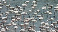Navi Mumbai News: NatConnect Urges CM Devendra Fadnavis To Issue GR Declaring Nerul’s DPS Flamingo Lake A Conservation Reserve