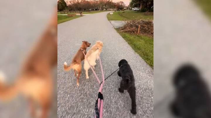 Florida Dog Adopted For $10 Reveals Unexpected Struggles On His Daily Walks