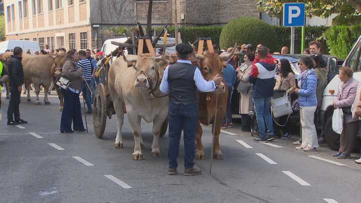 Falece a muller alcanzada por unha vaca no desfile de gando do San Froilán