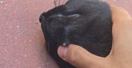 Cat owner horrified to find out his kitty's 'pimple' is something deadly