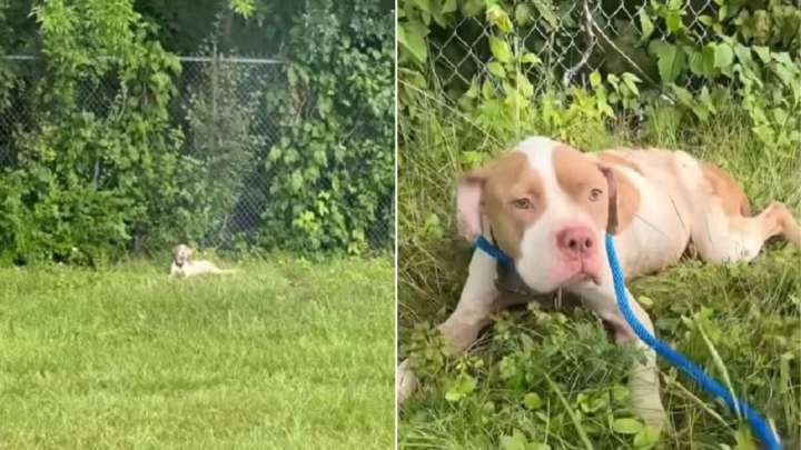 Missouri Woman Comes To A Halt When She Spots Dog Lying Near The Roadside