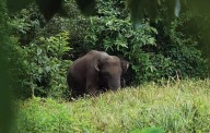 Watch Video: Three States Unite for ‘Jumbo Mission’ to Rescue Lone Elephant Omkar as He Journeys across Maharashtra, Goa and Karnataka