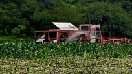 Presa Endhó: tras exigencia de colonos Conagua Hidalgo triturará el lirio acuático