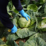 A recipe for avoiding 15 million deaths a year and climate disaster is fixing food, scientists say