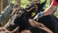 Comenzará la segunda campaña de vacunación contra la Fiebre Aftosa y Brucelosis