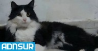 10:59 Una empresa de transporte perdió a un gato en Aeroparque cuando su familia se mudaba a la Patagonia