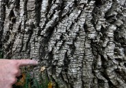 Berthoud braces for impact as emerald ash borer arrives