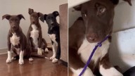 Just Hours Before Euthanasia, Three Adorable Puppies In California Shelter Found A Second Chance