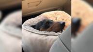 Texas Family Rushes Senior Pup To The Vet And Learns A Shocking Truth