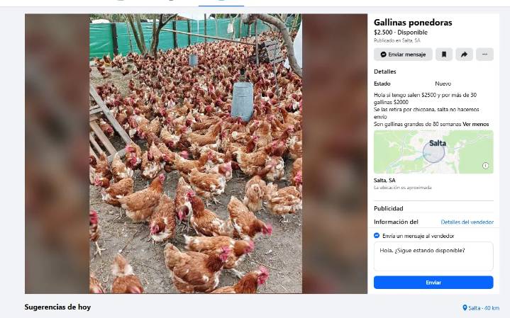Venta ilegal de animales: También hay descontrol en redes sociales