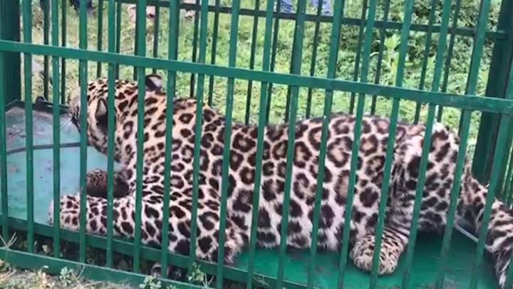 Jammu Kashmir: One Leopard Captured, Hunt Continues for Second