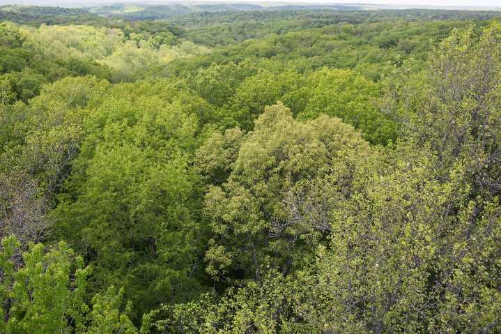 Police dog rescues 2 children lost in national forest