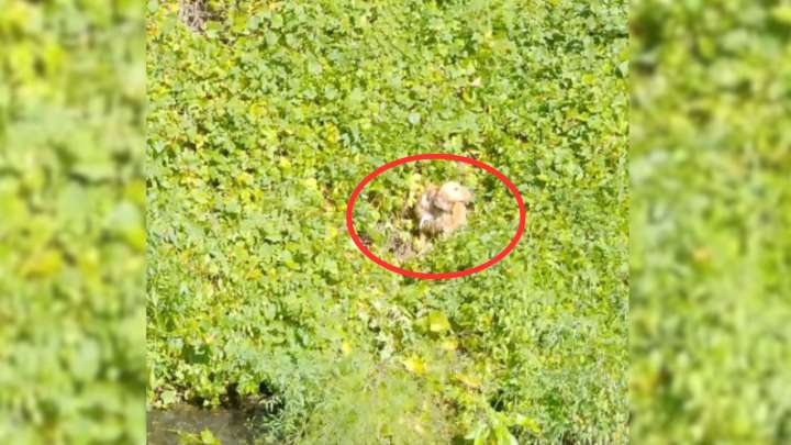 New York Firefighters Race To Save Dog After She Jumps From Moving Car Into Reservoir