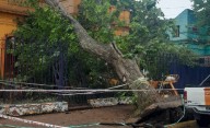 Ramos Mejía: por el fuerte viento, se cayó un árbol sobre una casa