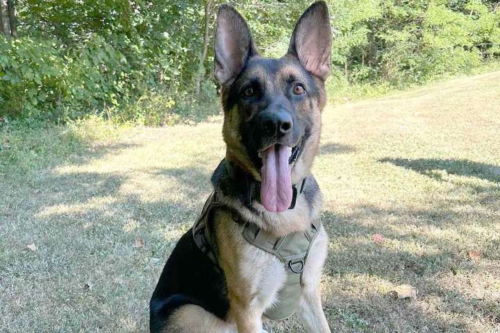 Police Dog Helps Locate 2 Missing Children in Expansive National Forest