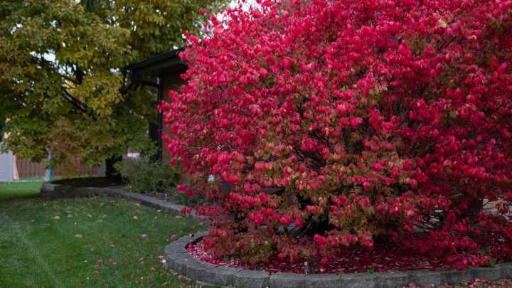 The Fool-Proof Way To Get Rid Of A Burning Bush Plant