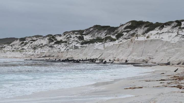 Erosion at Wharton Beach east of Esperance uncovers remarkable ancient forest