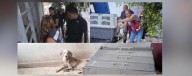 Rescata Gobierno de Tepic a canino en situación de maltrato en Fracc. Bugambilias