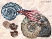 Extintos ammonites, fósiles índice para los geólogos