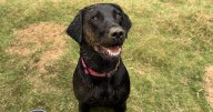 'I had headaches for years - my dog knew it was something serious'