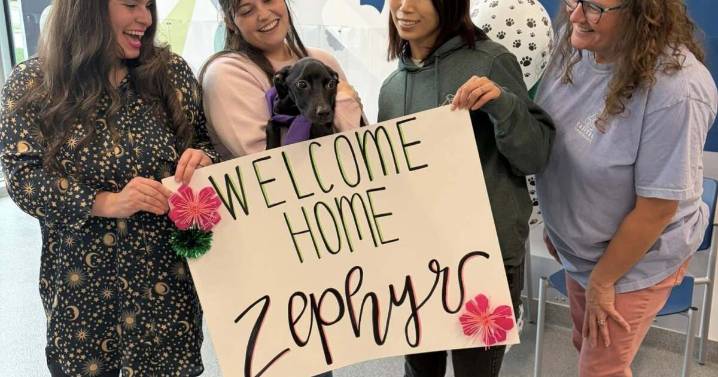 Pumpkin patch rescue: Puppy Zephyr finds foster home after weeks of medical treatment