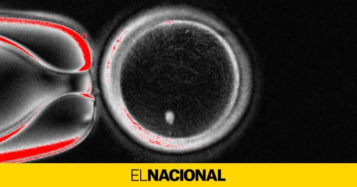 Un equipo de científicos fabrica óvulos humanos fecundables a partir de células de la piel