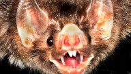 Bat tests positive for rabies after bite reported in St. Clair County