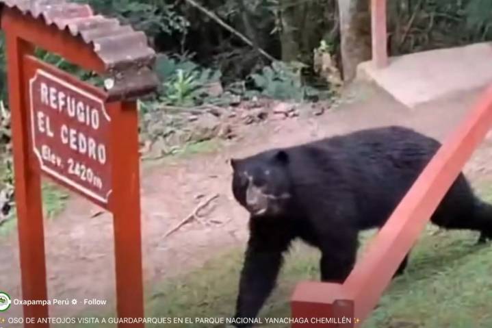 Oso de anteojos: recientes avistamientos subrayan importancia de proteger especie [video]