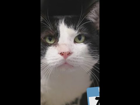 Charlotte Mecklenburg Animal Care and Control full cat kennels