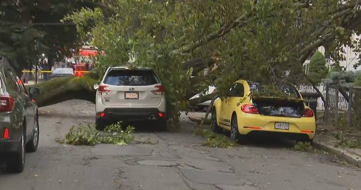 Massive tree falls on two cars in Somerville, driver taken to hospital