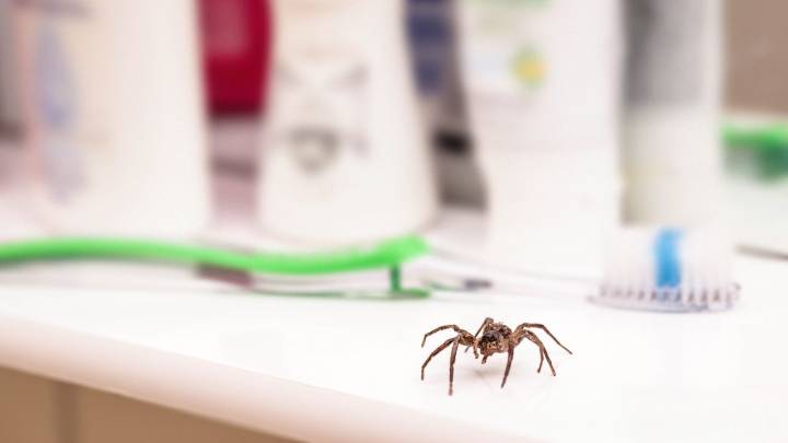 5 common pests to look out for this fall — and an expert’s tips to keep them out