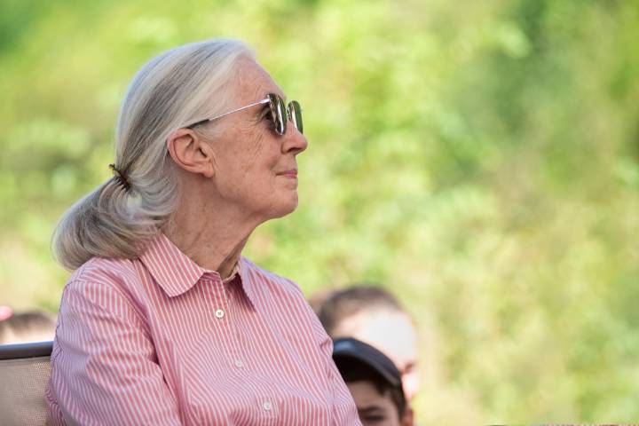 A 1987 Far Side cartoon sparked outrage from the Jane Goodall Institute, until Goodall herself saw it